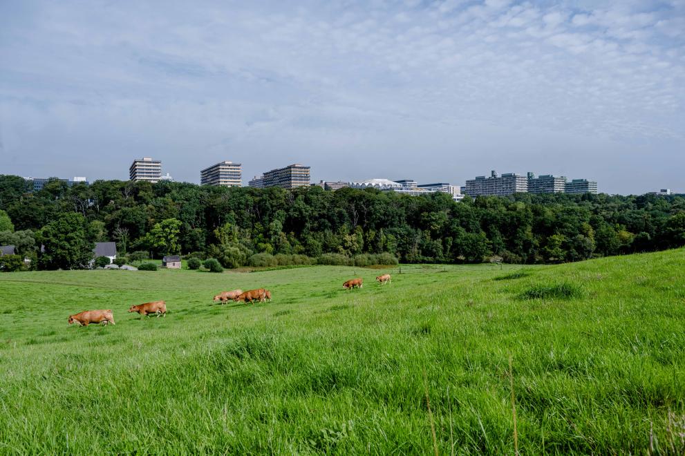View from a cow pasture in the Lottental valley up to the Ruhr University