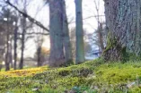 Das Bild zeigt einen lichten Wald, tief aufgenommen mit einem moosbewachsenen Vordergrund