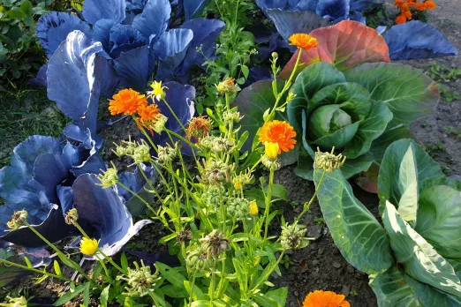 Foto: Farbenspiel: Kohl und Tagetes im Studigarten
