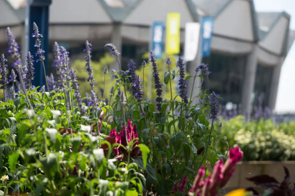 Im Sommer: Blumen vor dem Audimax