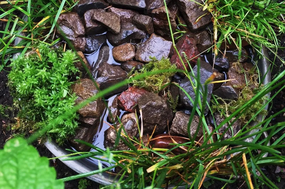 Foto: Bienentränke im Studigarten