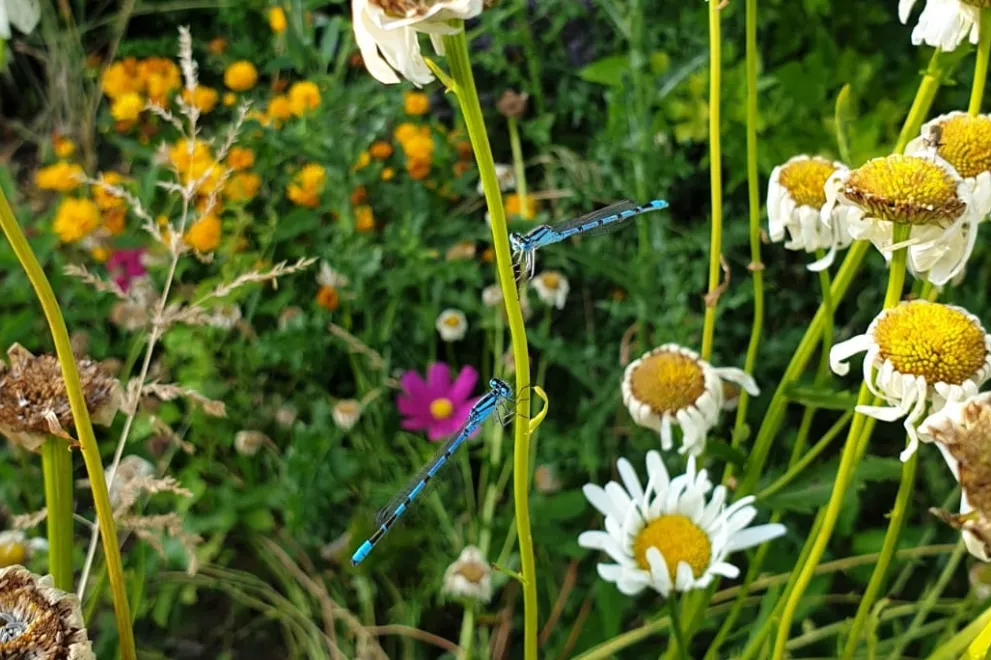 Foto: Libellen an Magariten im Studigarten