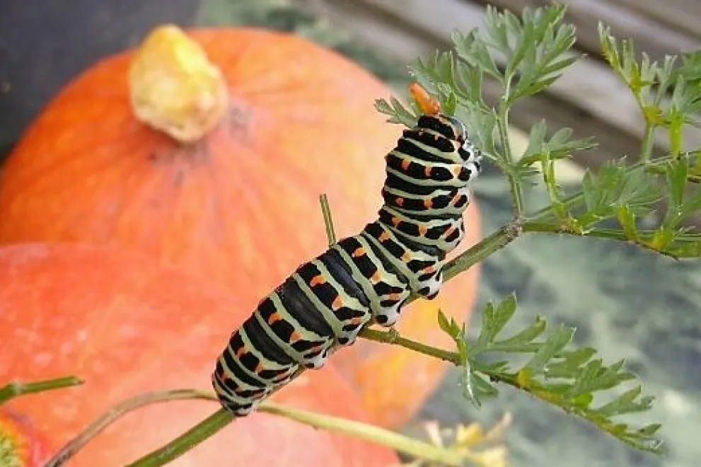 Foto: Raupe vor Kürbis im Studigarten