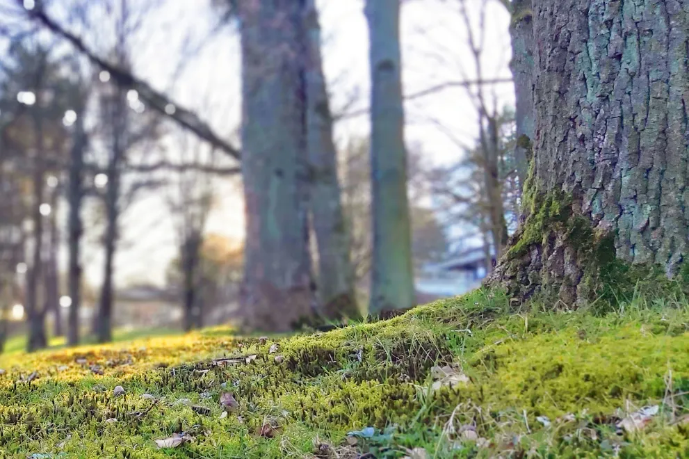 Das Bild zeigt einen lichten Wald, tief aufgenommen mit einem moosbewachsenen Vordergrund