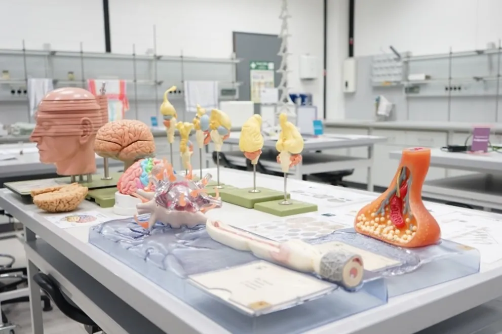 Verschiedene Modelle ausgebreitet auf dem Labortisch. 