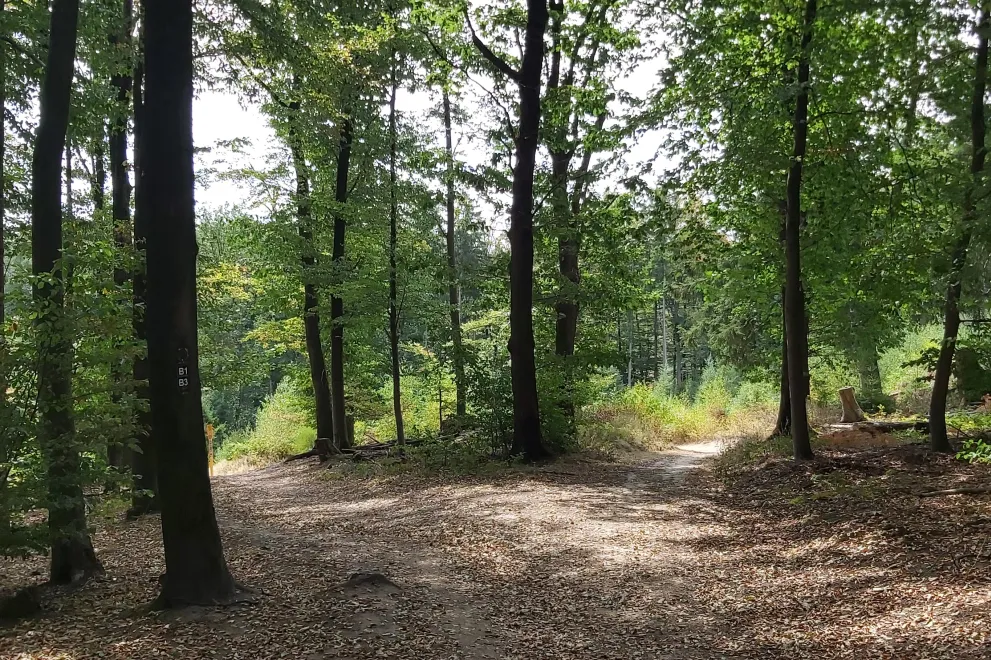 Wanderweg mit Gabelung